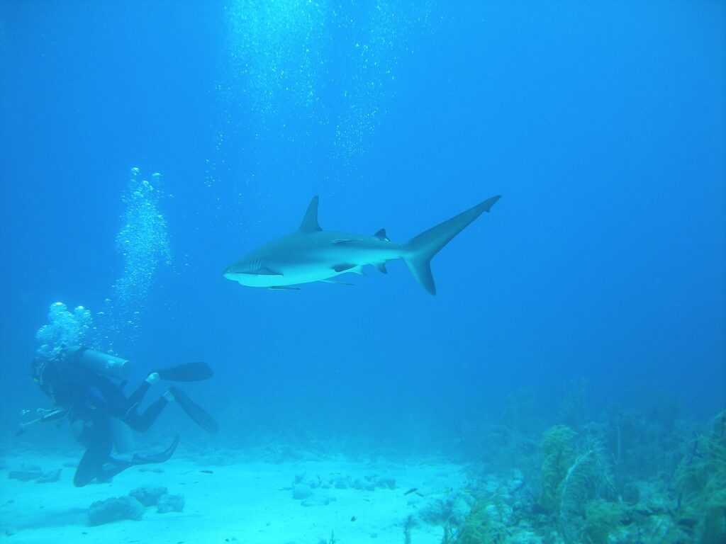 dive, nassau, bahamas-1655739.jpg